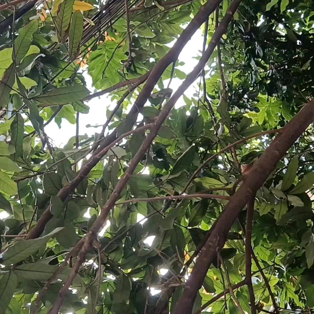 照雨田