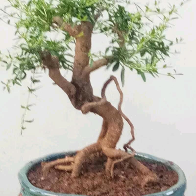 文