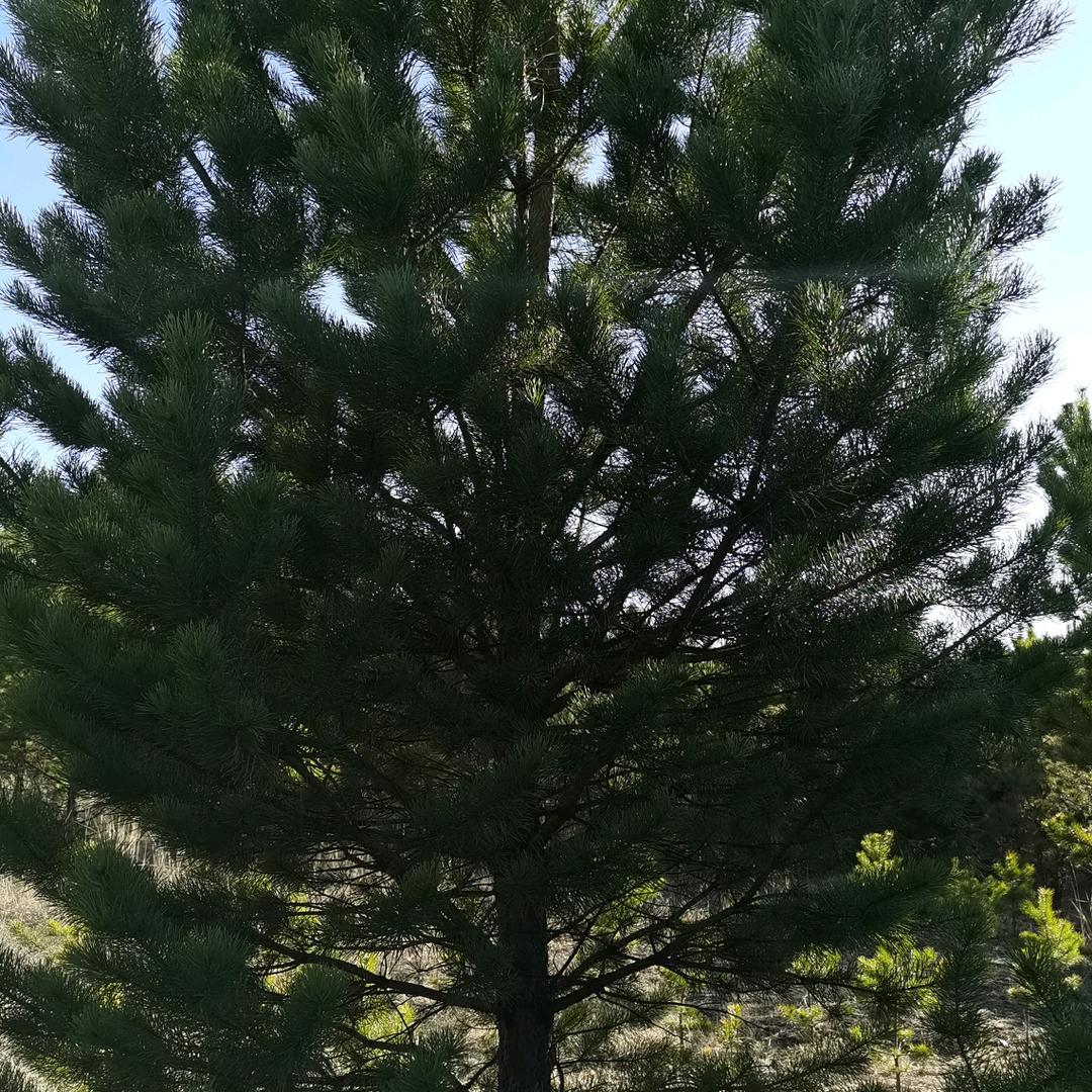 纯境