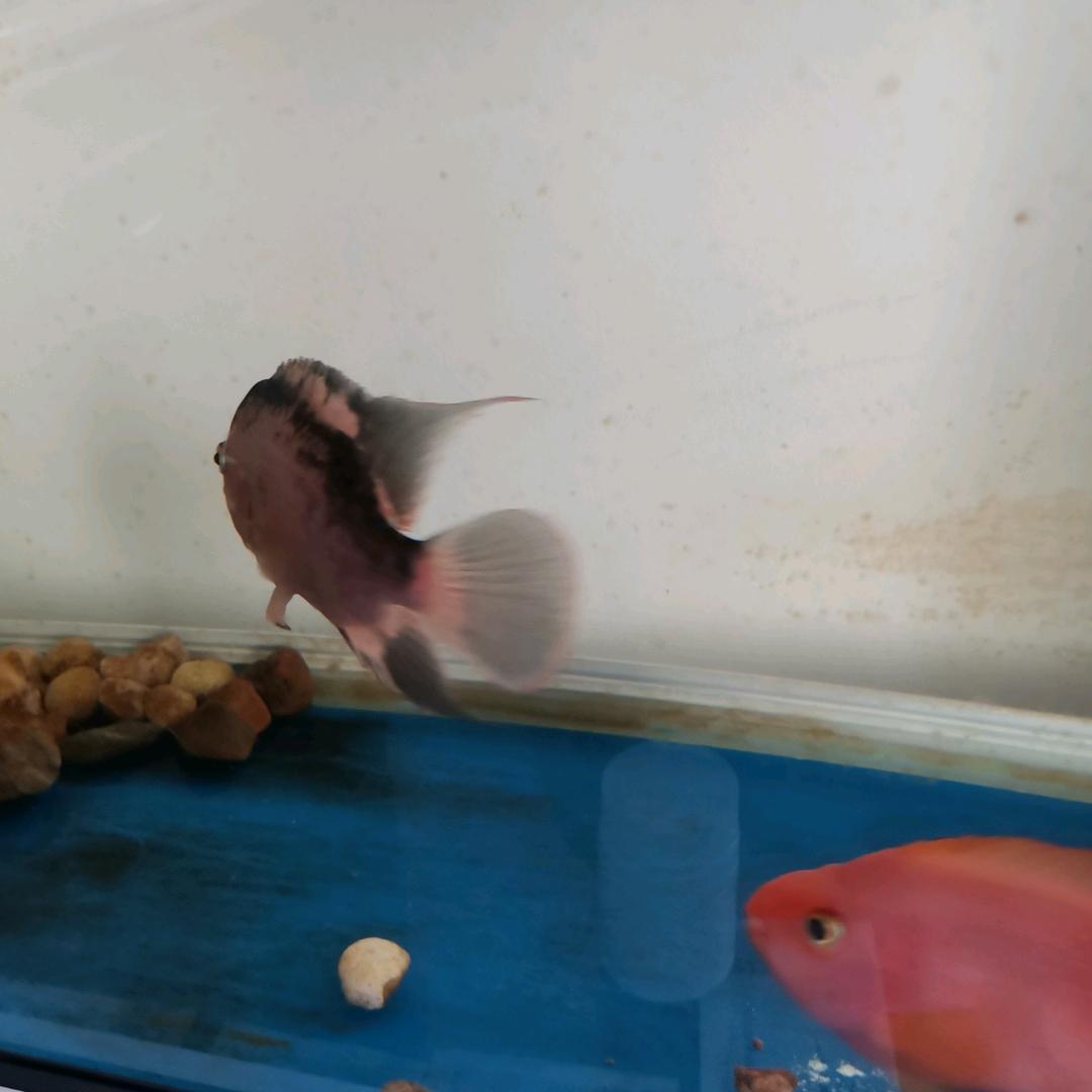 土货