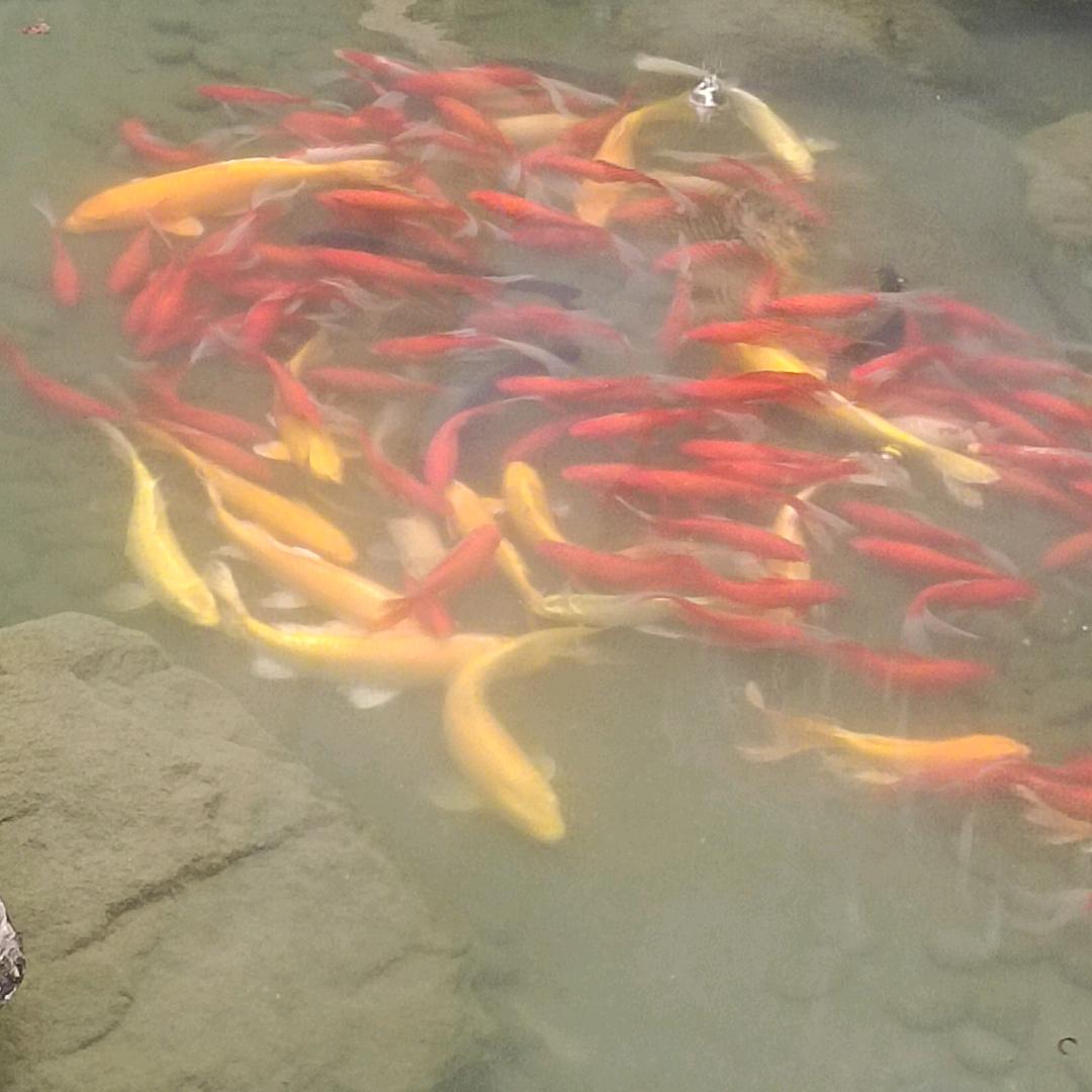 一颗星