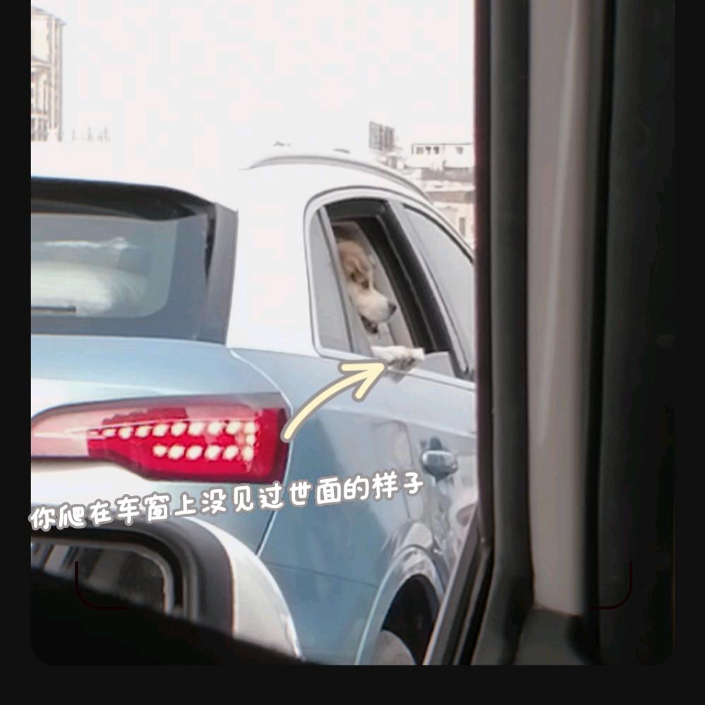 🌈狗子QAQ🌈