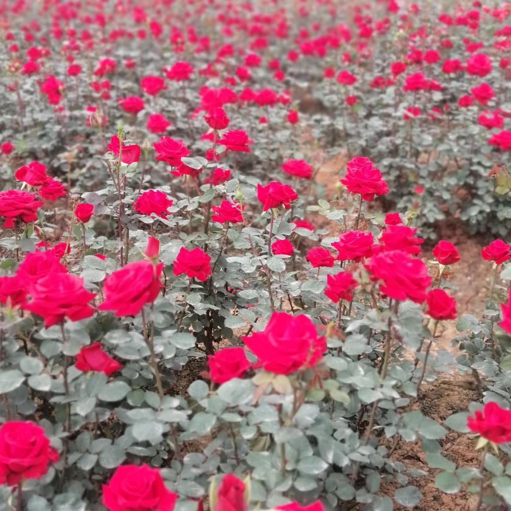 不让地球荒芜