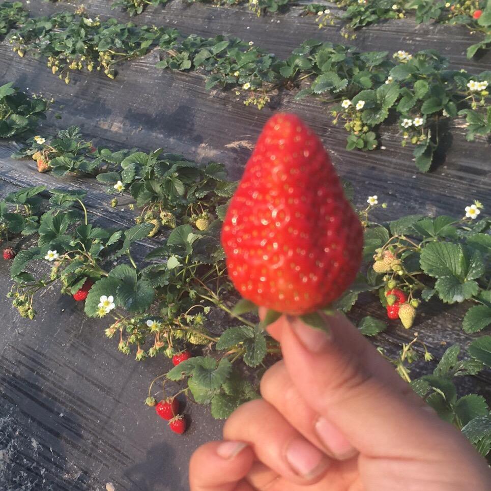 疏氏奶油草莓采摘园