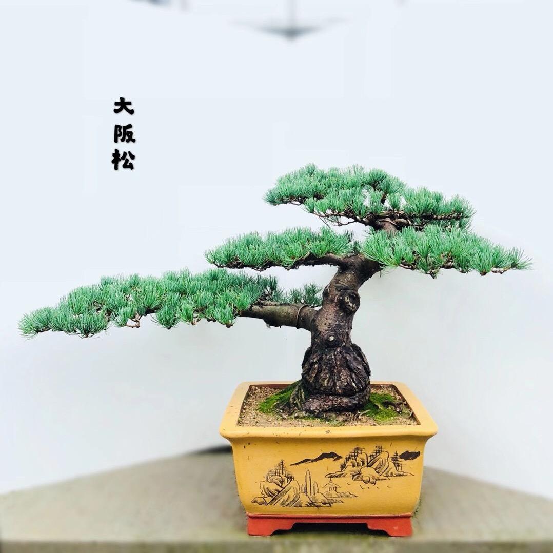 雅雅盆景