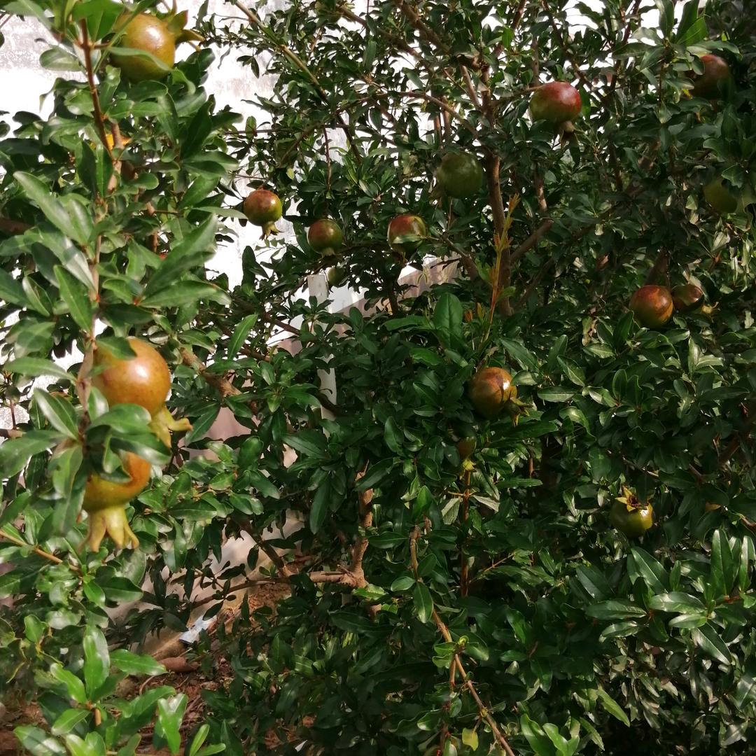 俺是村姑
