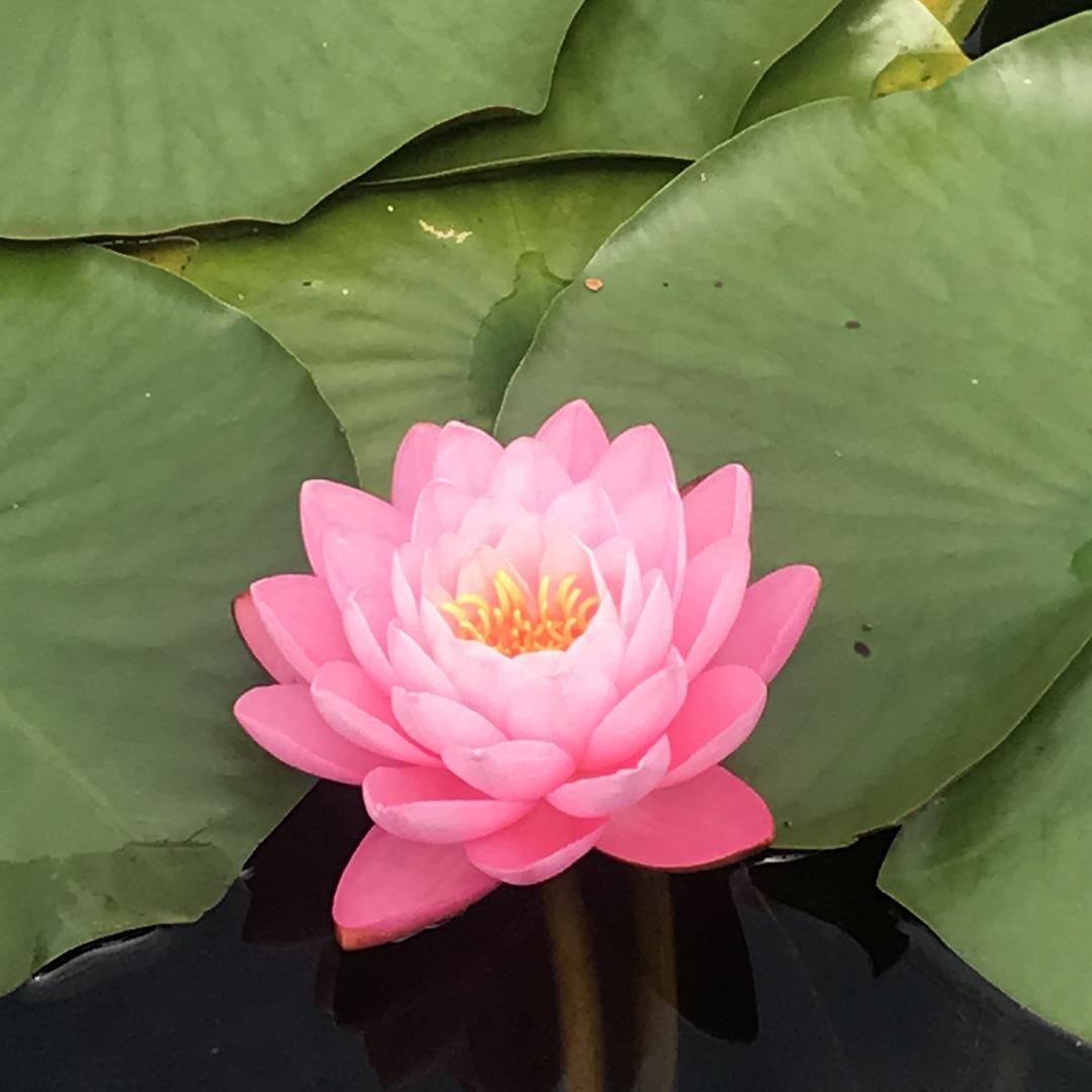 王媚