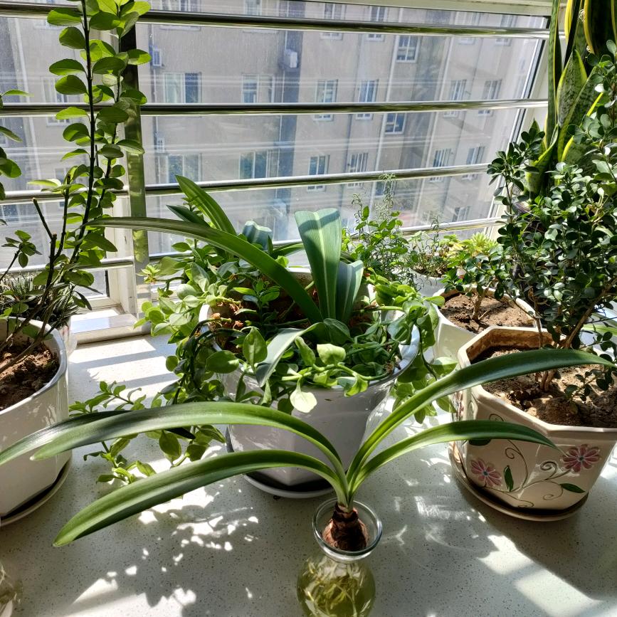 果粒橙