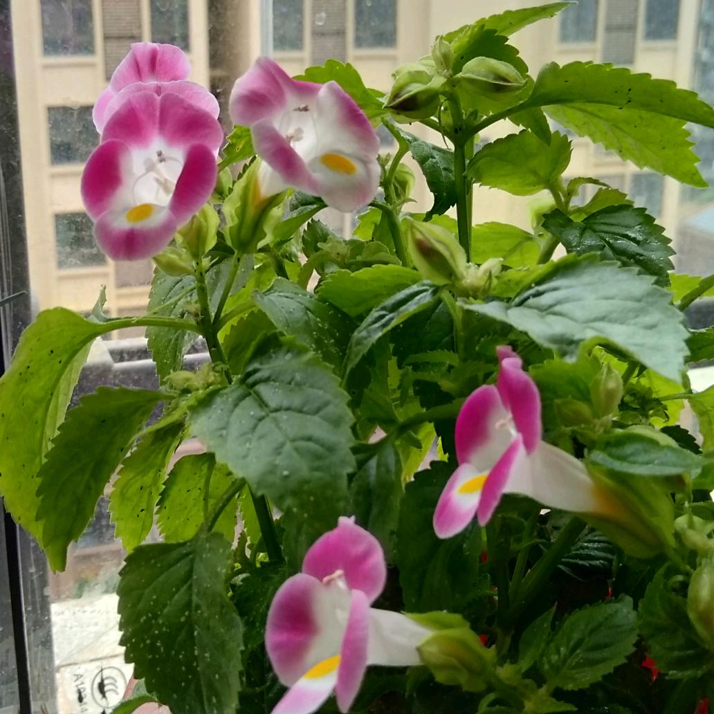 芳二姐
