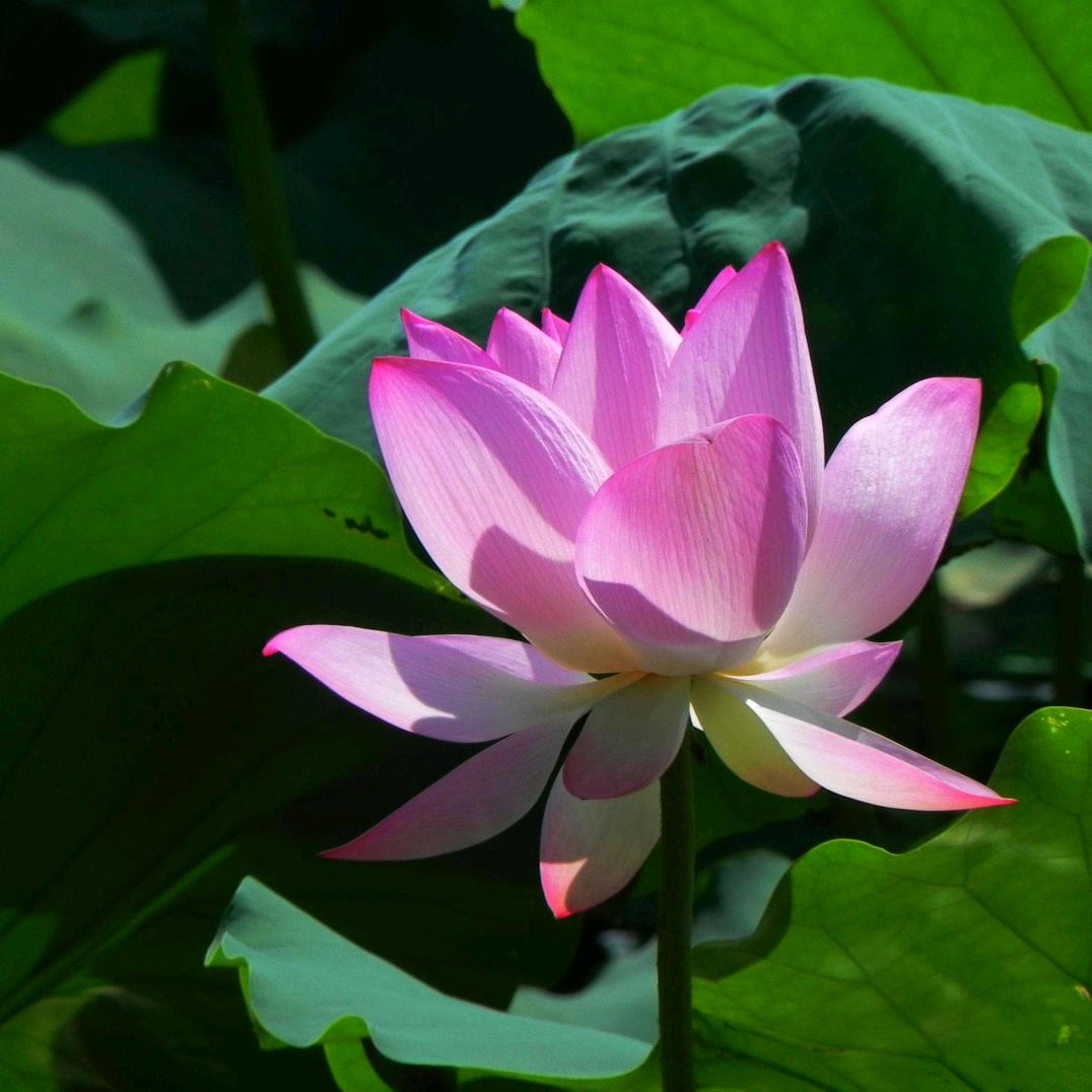艾荷