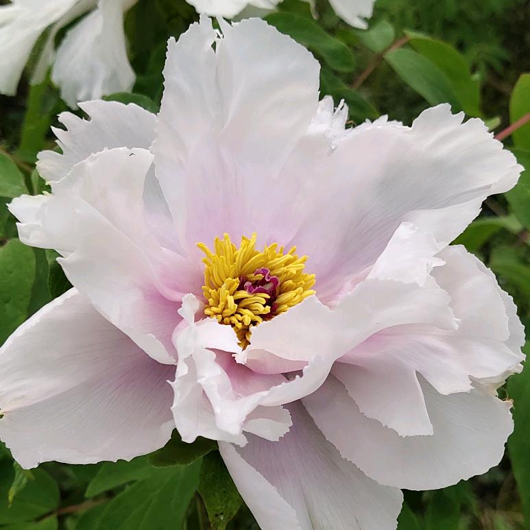 串连时尚-小苹果