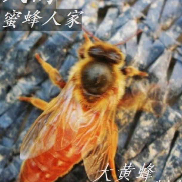 化隆养蜂人