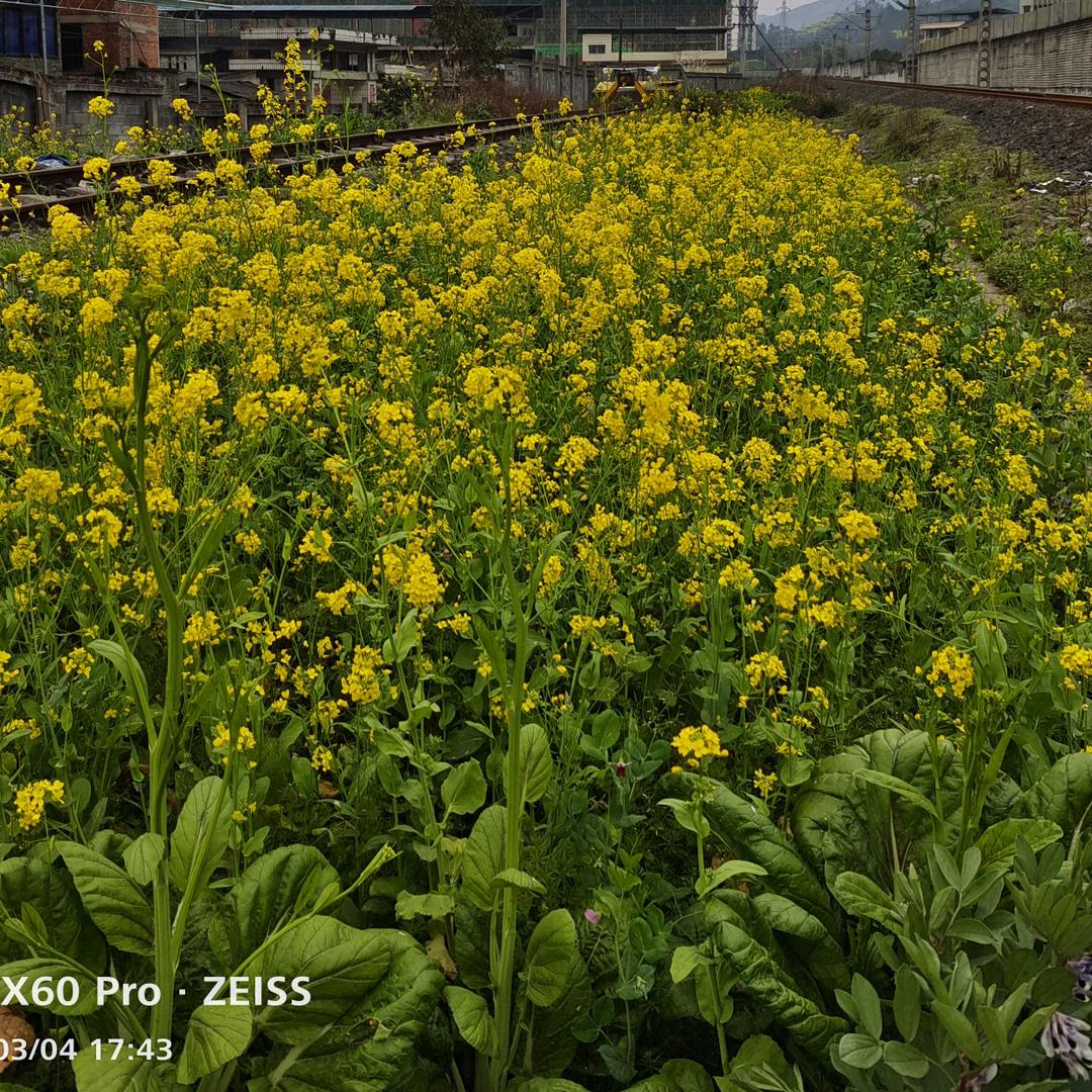 减不下去的肉肉