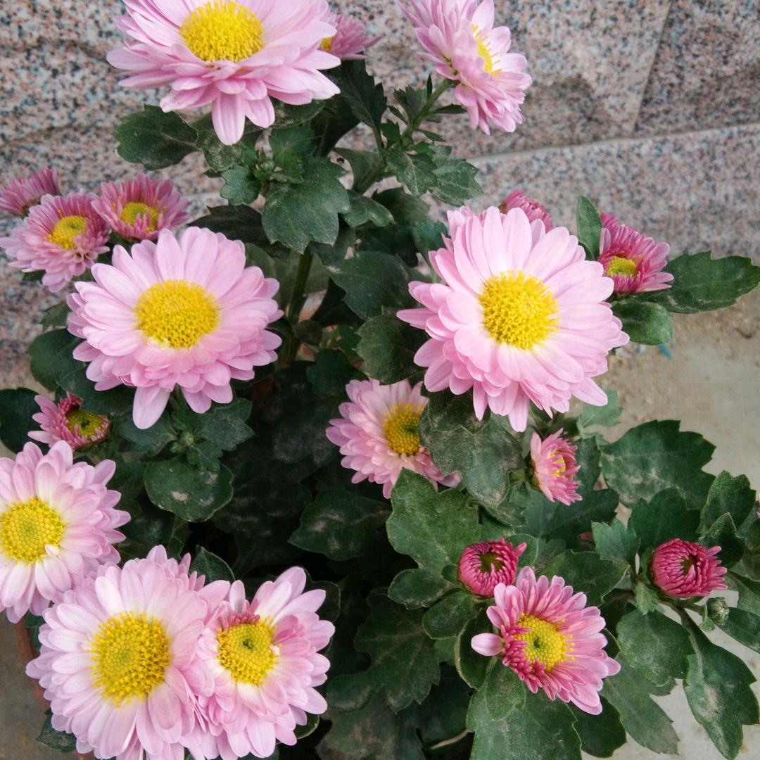 春暖花开