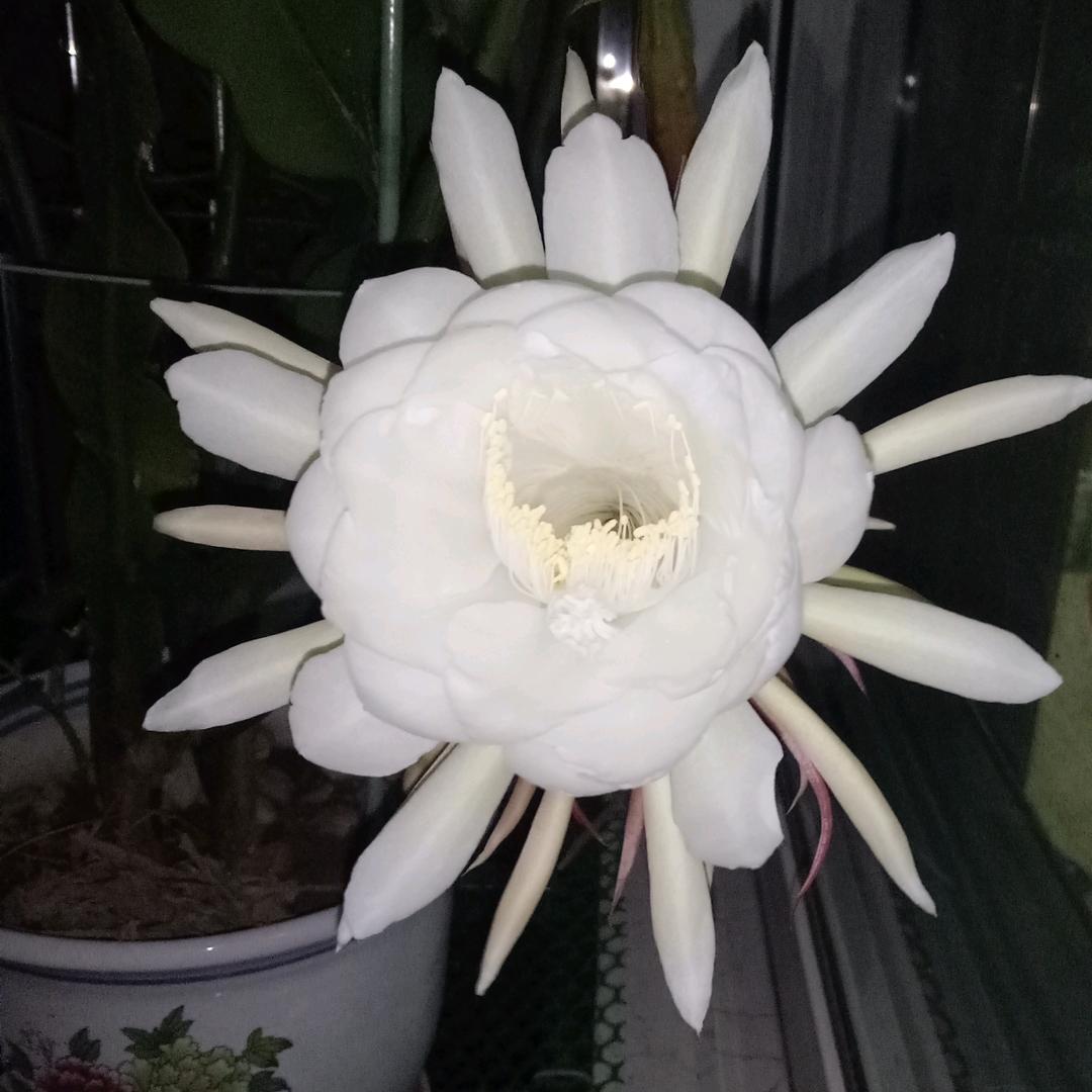 风铃
