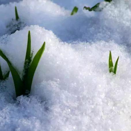 雪涧草
