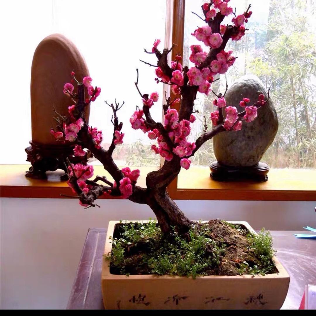 huaihuaimeiai
