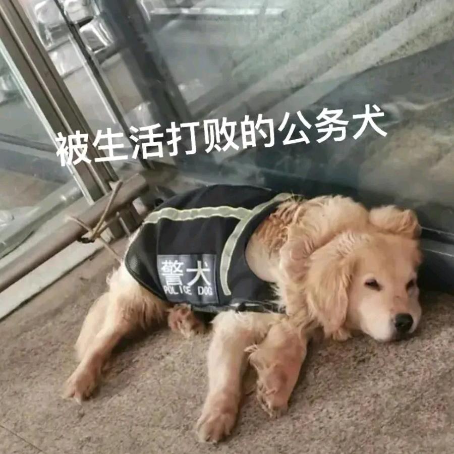 彩豆豆