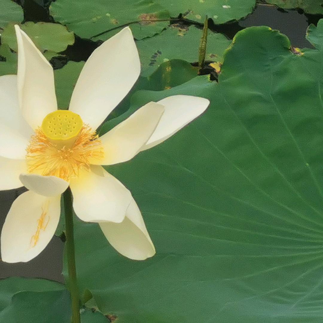 老玩童