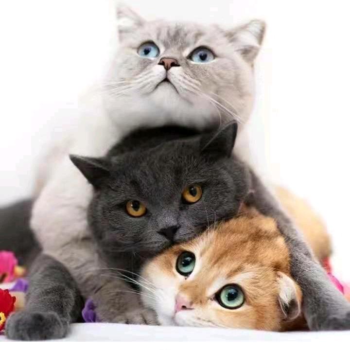 懒猫