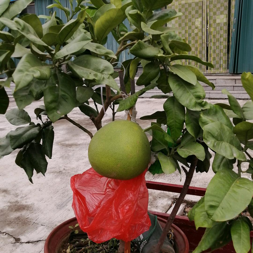 春雨