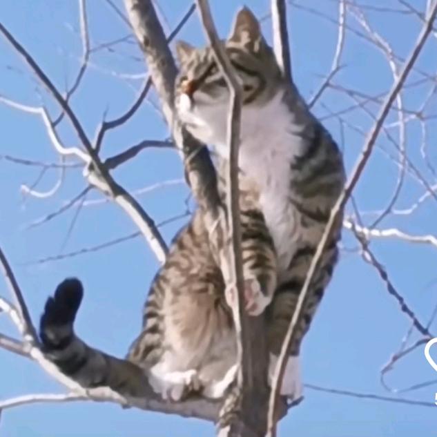 猫姥姥