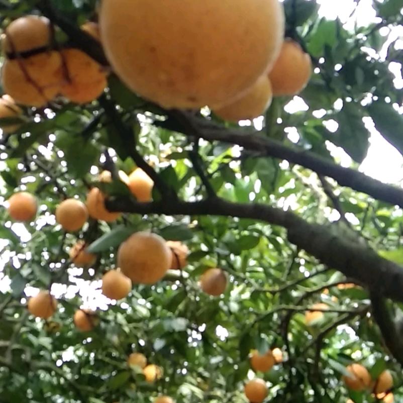 随缘