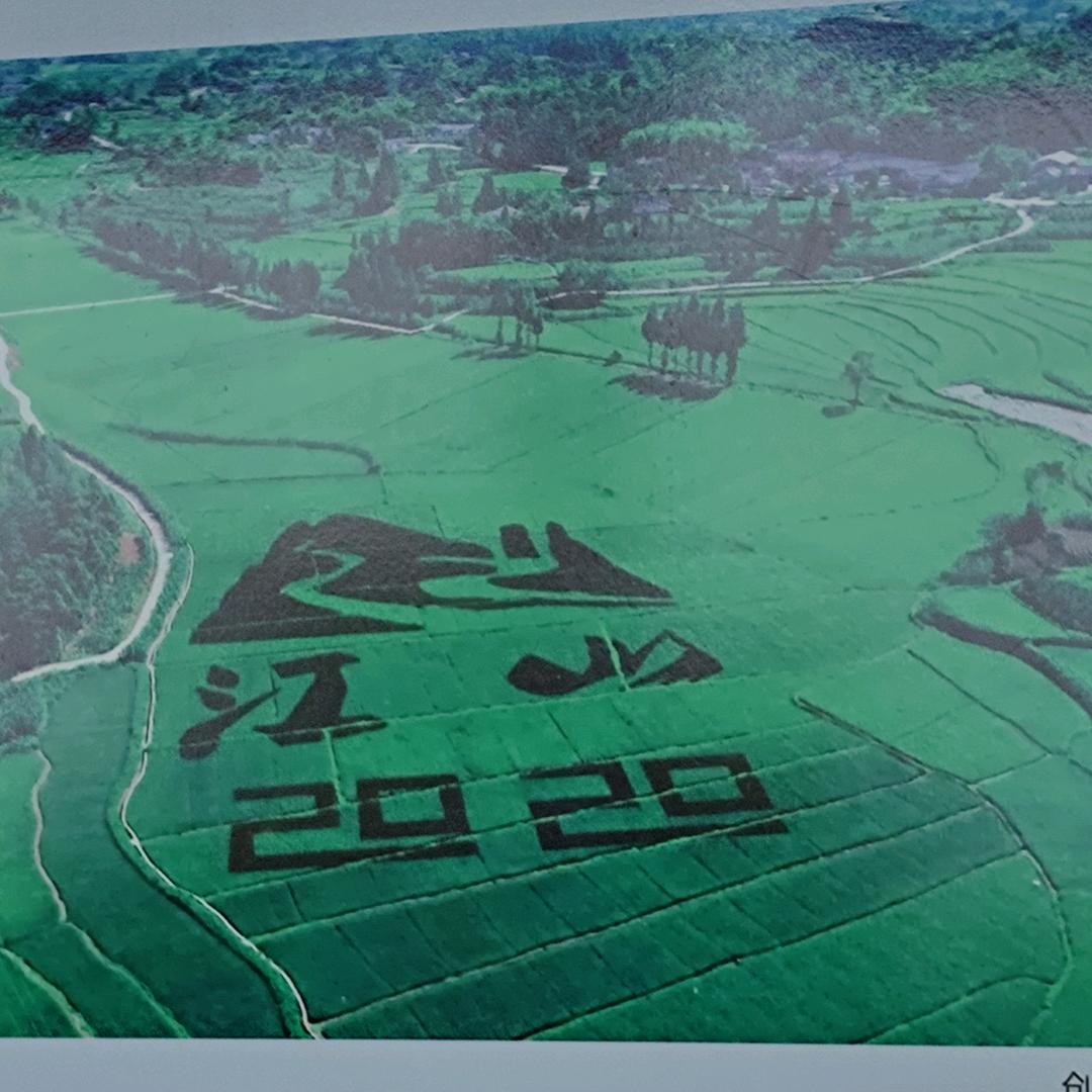迎客松