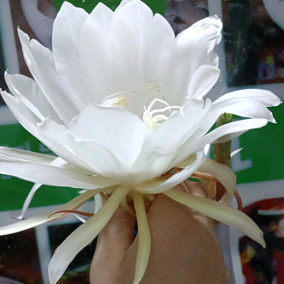 @🌹🌹美好一🌹🌹天天开心...