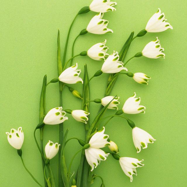 荔枝