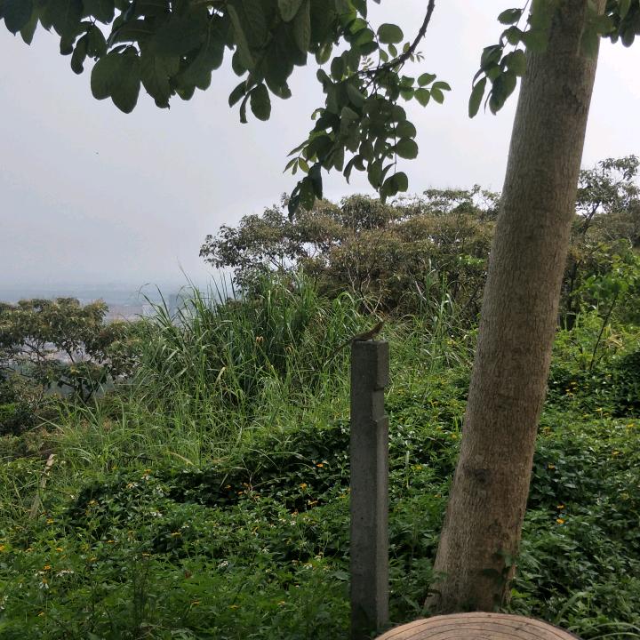 不知的声音