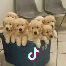  陈 海 茵 