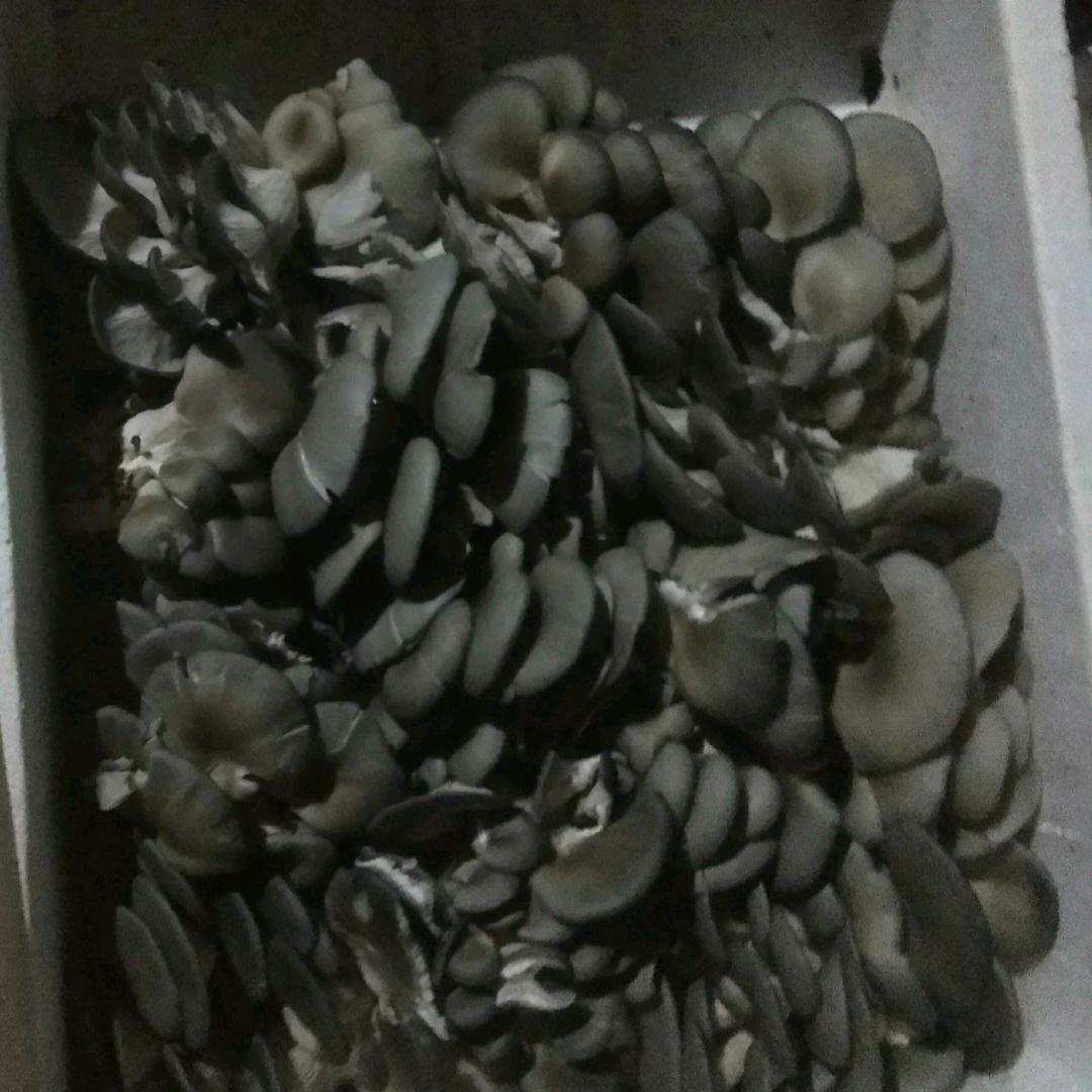 独闯天涯