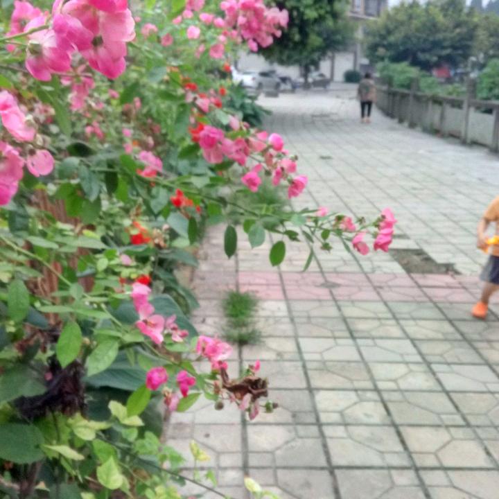 牵挂你的人是我