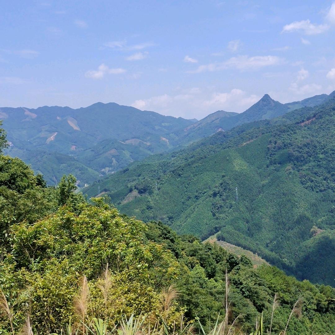 liang采药
