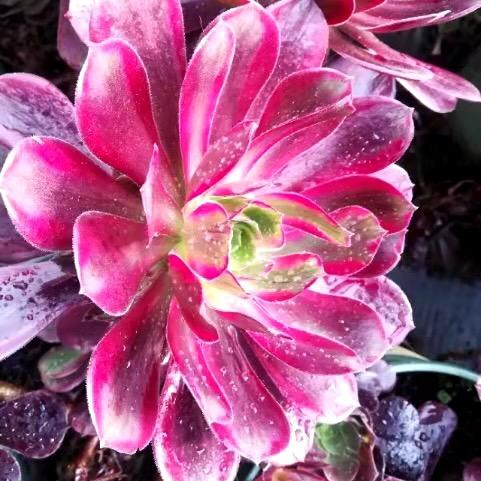 糖糖花卉园艺