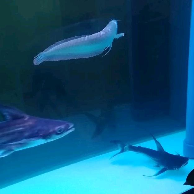 拉面的