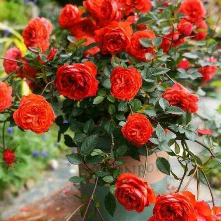 那一抹甜美的微笑