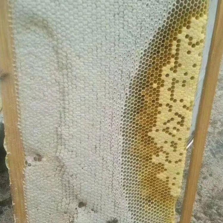 单身远哥9398160246677