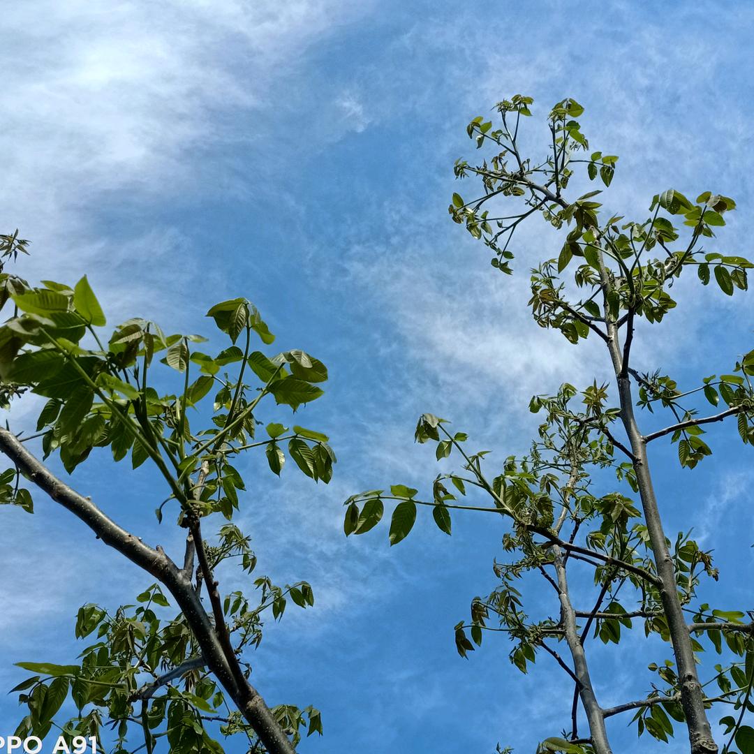 悟空