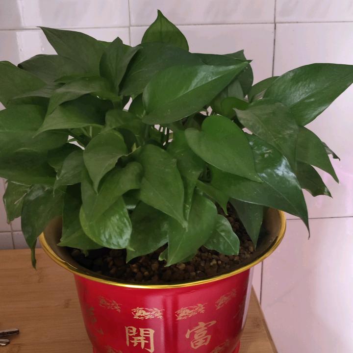 qiu