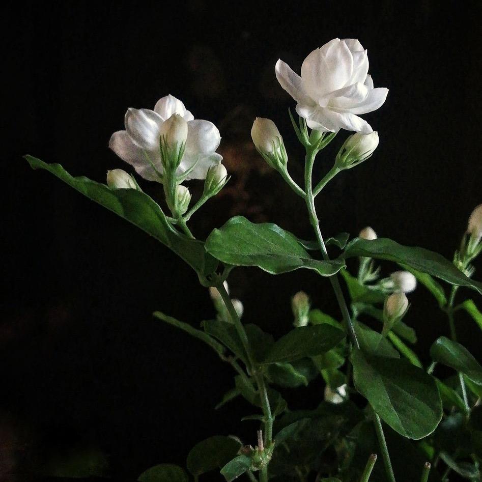 横州茉莉花小李园艺