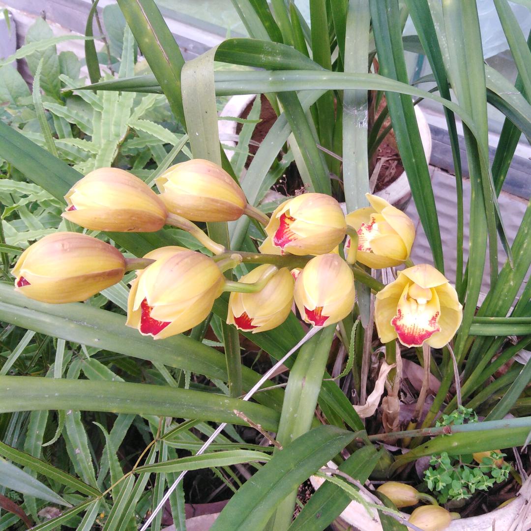 欣语心燕(手机摄影)