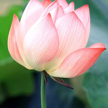 春暖花开🌸