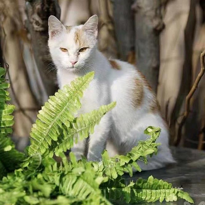18号 猫主