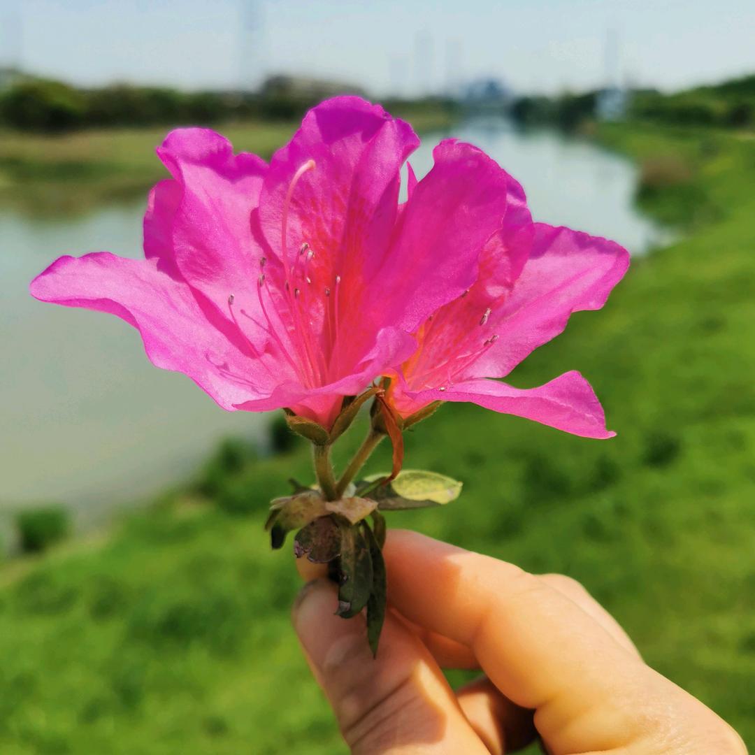 平果姐姐
