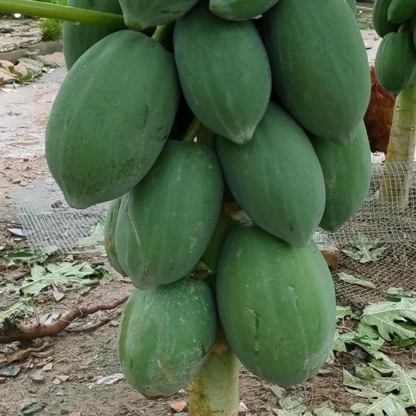 郑家瑜