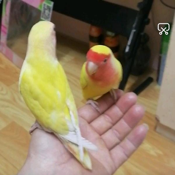 鸟宠之家