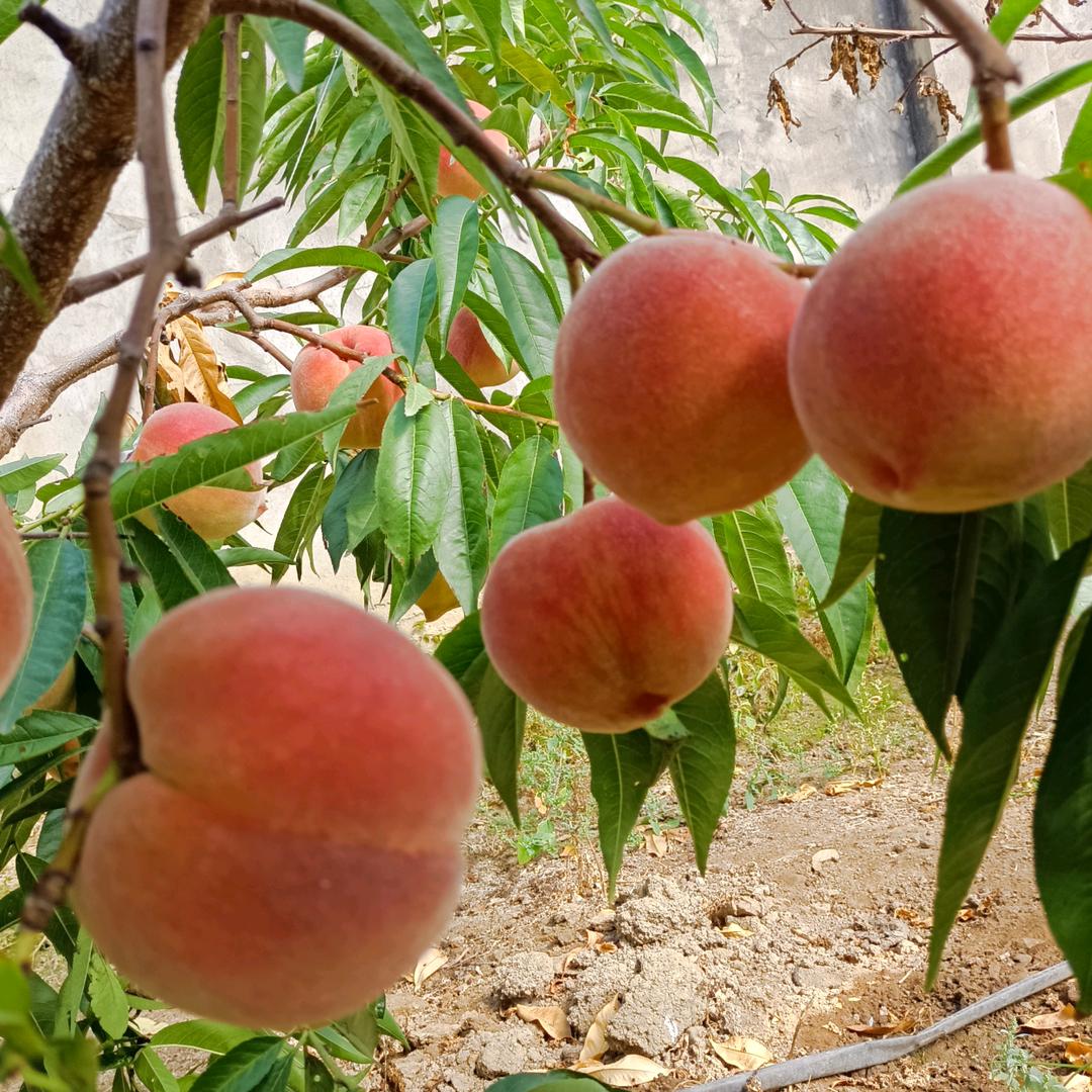 我的桃园我的家