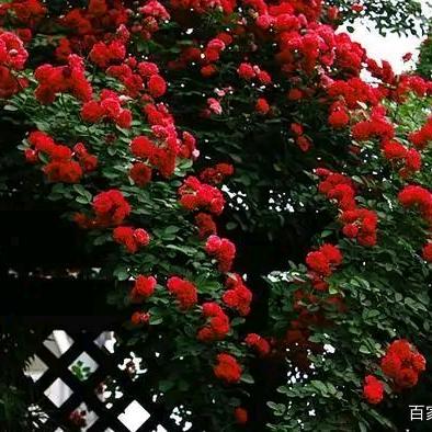 🌈好运人生🍊